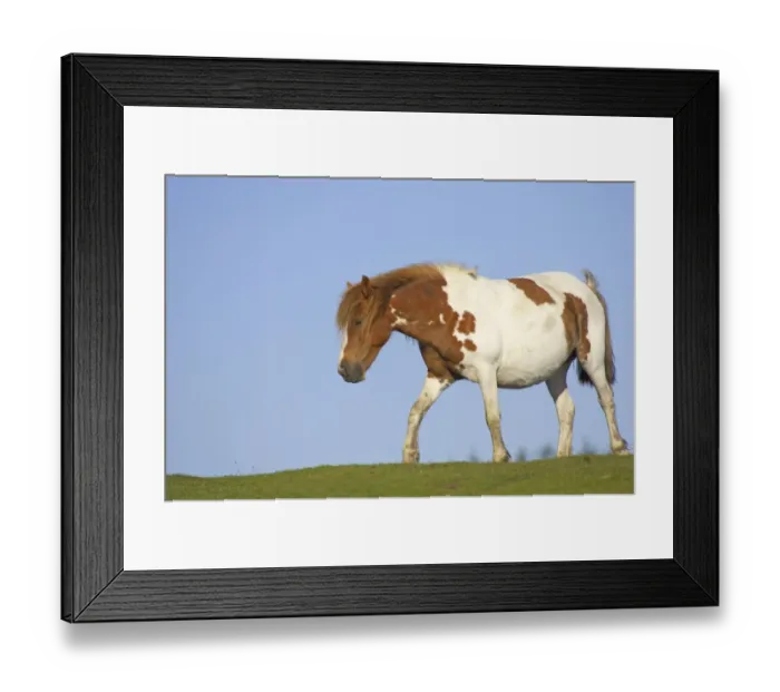 Framed Print : Dartmoor Pony, pregnant mare, skewbald, walking on pasture, Dartmoor N. P. Devon, England Framed Print : Dartmoor Pony, pregnant mare, skewbald, walking on pasture, Dartmoor N. P. Devon, England