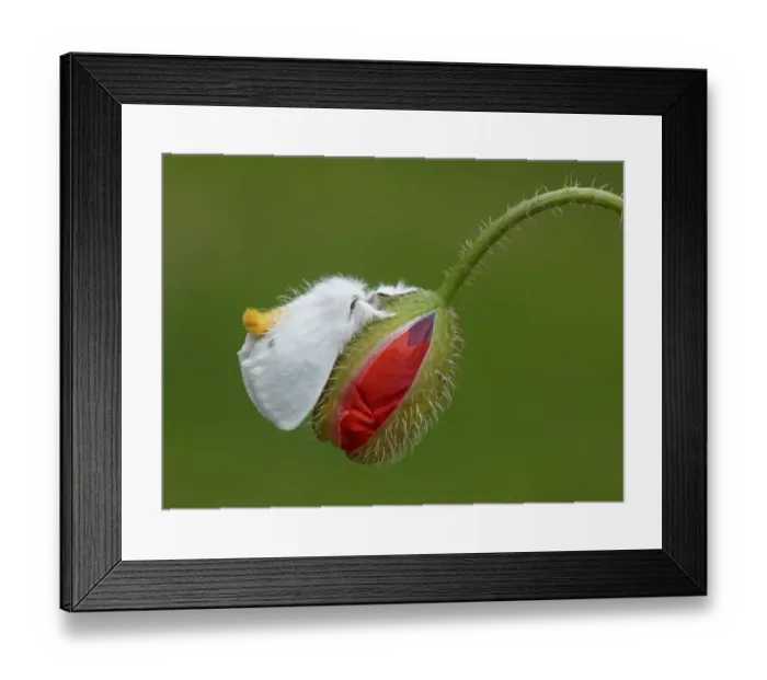 Framed Print : Yellow-tail Moth (Euproctis similis) adult male, resting on Corn Poppy (Papaver rhoeas) opening flowerbuds