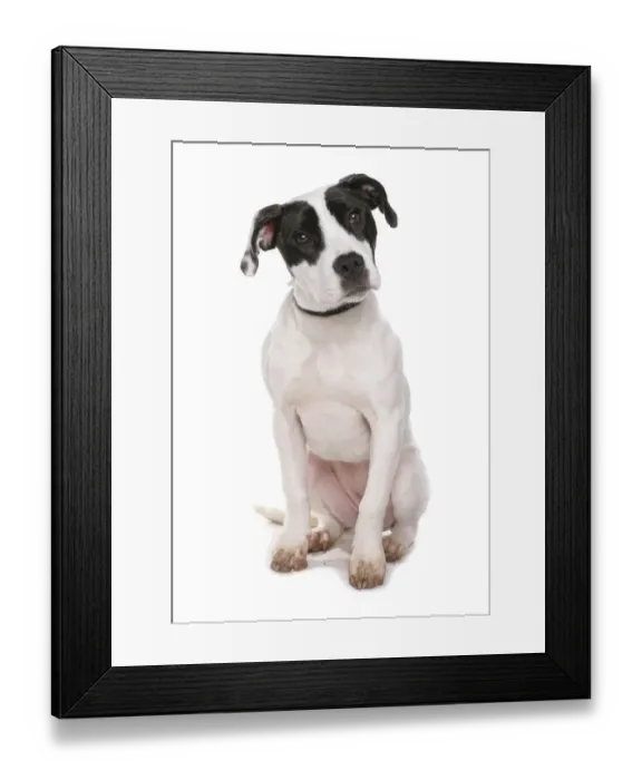 Framed Print : Domestic Dog, Staffordshire Bull Terrier type, puppy, sitting Framed Print : Domestic Dog, Staffordshire Bull Terrier type, puppy, sitting