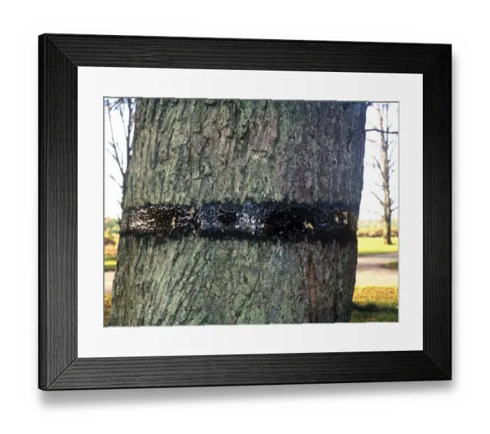 Framed Print : Mottled Umber (Erannis defoliaria) adults, trapped in sticky band on tree trunk