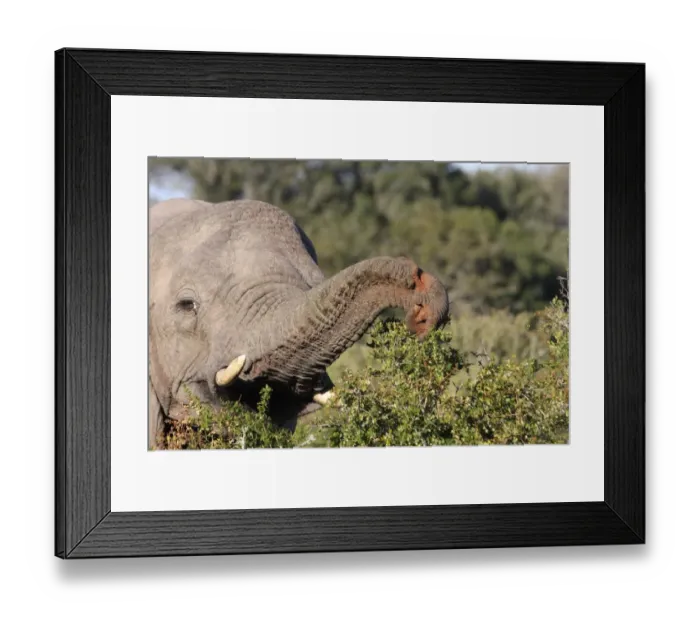Framed Print : African Elephant (Loxodonta africana) adult, close-up of head, feeding on bush with wounded trunk, Eastern Cape Framed Print : African Elephant (Loxodonta africana) adult, close-up of head, feeding on bush with wounded trunk, Eastern Cape