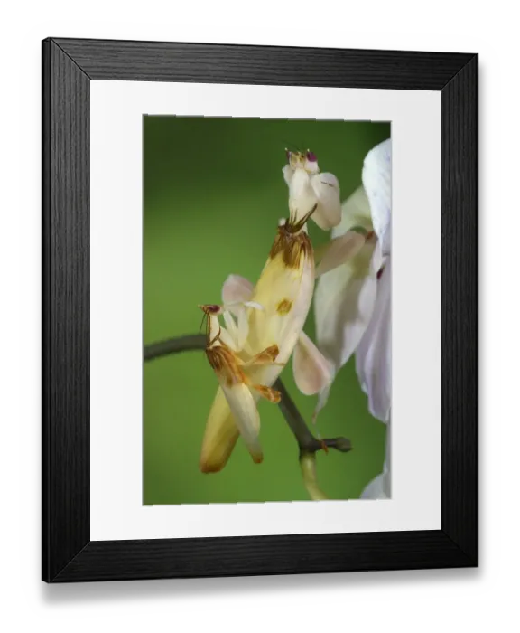 Framed Print : Orchid Mantis (Hymenopus coronatus) adult pair, mating, smaller male on back of larger female, Malaysia