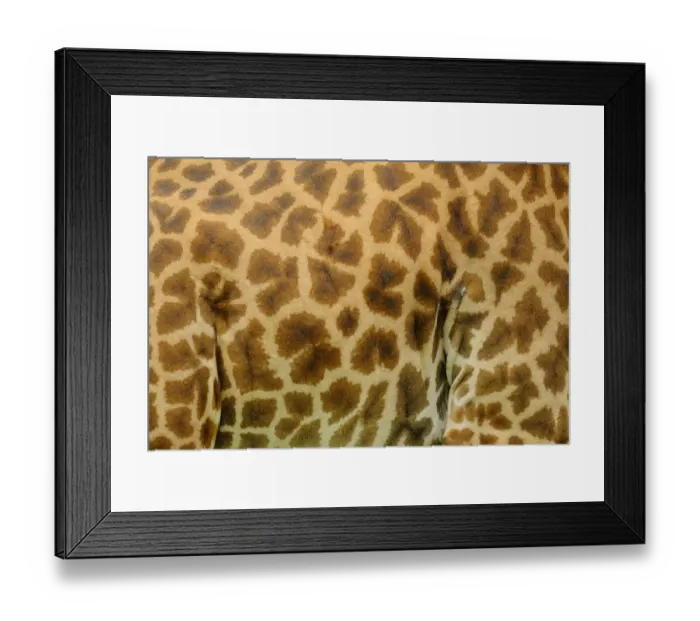 Framed Print : Masai Giraffe (Giraffa camelopardalis tippelskirchi) adult, close-up of skin, Ruaha N. P. Tanzania Framed Print : Masai Giraffe (Giraffa camelopardalis tippelskirchi) adult, close-up of skin, Ruaha N. P. Tanzania
