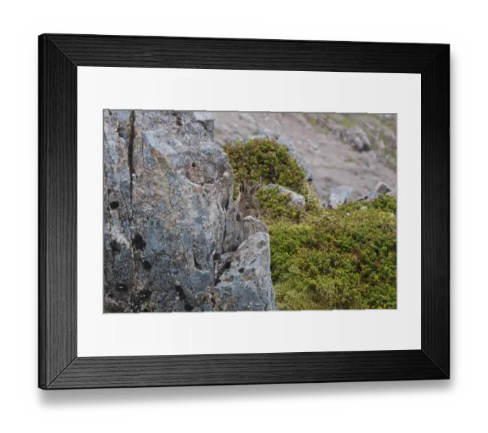 Framed Print : Mountain Hare (Lepus timidus) young, hiding behind rock on moorland, Buachaille Etive Mor, Glen Etive, Highlands Framed Print : Mountain Hare (Lepus timidus) young, hiding behind rock on moorland, Buachaille Etive Mor, Glen Etive, Highlands