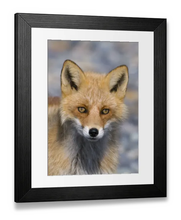 Framed Print : Red Fox (Vulpes vulpes schrencki) adult, close-up of head, Hokkaido, Japan, winter