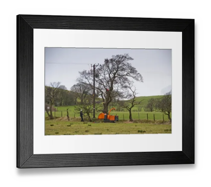 Framed Print : Electricity North West workers removing branches from trees to clear electricity powerlines, Whitewell, Lancashire Framed Print : Electricity North West workers removing branches from trees to clear electricity powerlines, Whitewell, Lancashire