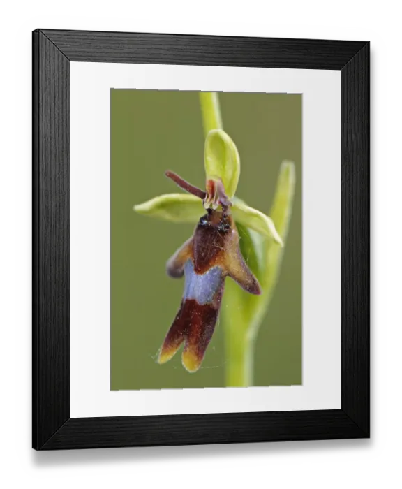 Framed Print : Fly Orchid (Ophrys insectifera) close-up of flower, Italy, may Framed Print : Fly Orchid (Ophrys insectifera) close-up of flower, Italy, may