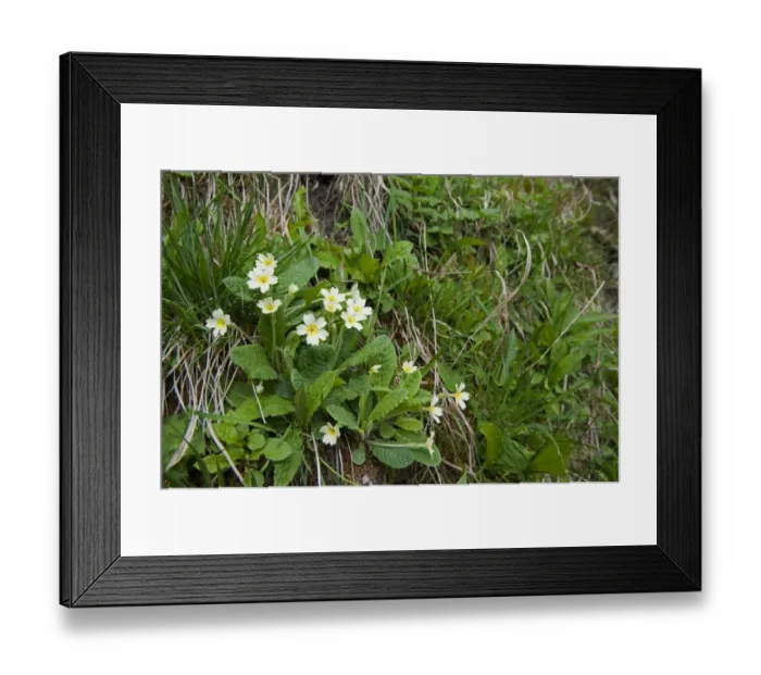 Framed Print : Common Primrose (Primula vulgaris) flowering, growing on riverbank, England, april Framed Print : Common Primrose (Primula vulgaris) flowering, growing on riverbank, England, april