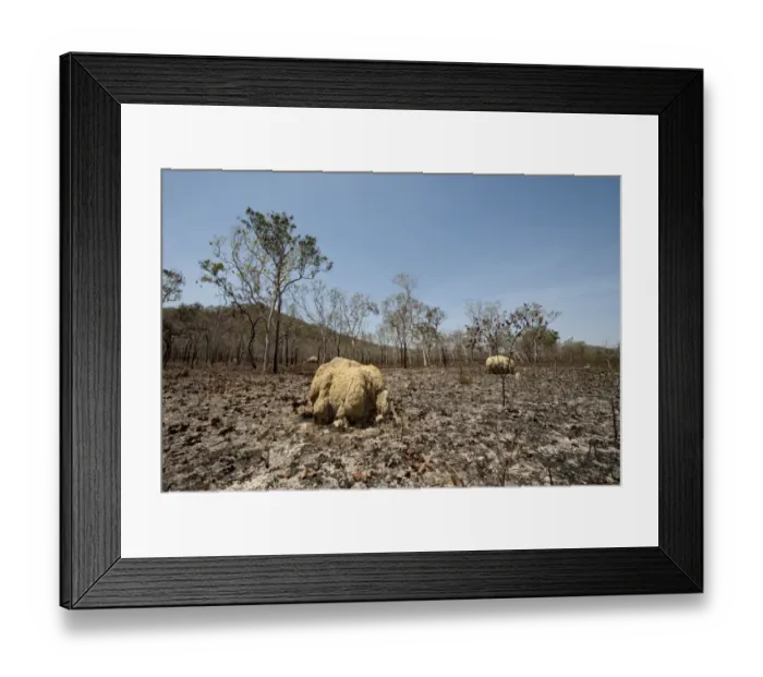 Framed Print : Scorched woodland habitat and termite mounds after bush fire, near Cairns, Queensland, Australia Framed Print : Scorched woodland habitat and termite mounds after bush fire, near Cairns, Queensland, Australia