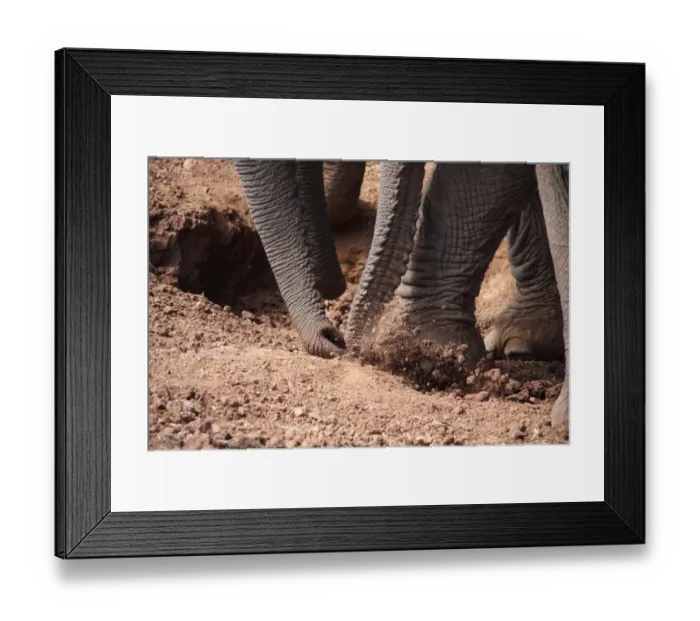 Framed Print : African Elephant (Loxodonta africana) adults and calves, close-up of trunks and feet