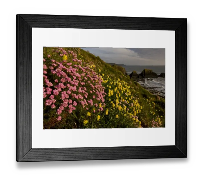 Framed Print : Thrift (Armeria maritima) and Kidney-vetch (Anthyllis vulneraria) flowering, growing on clifftop habitat Framed Print : Thrift (Armeria maritima) and Kidney-vetch (Anthyllis vulneraria) flowering, growing on clifftop habitat