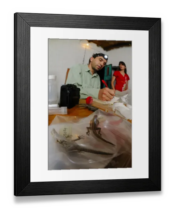 Framed Print : Researchers cataloguing lizard specimens for DNA analysis, Socotra, Yemen, march Framed Print : Researchers cataloguing lizard specimens for DNA analysis, Socotra, Yemen, march