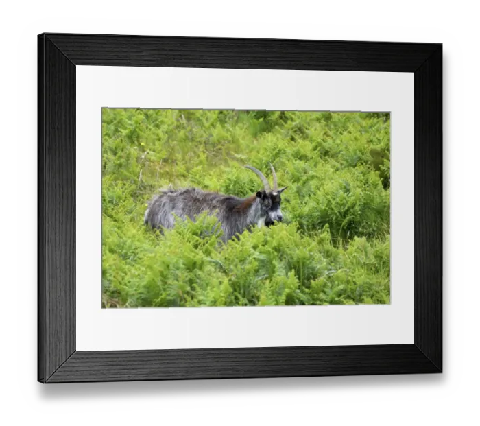 Framed Print : Feral Goat (Capra hircus) adult, standing amongst bracken in dry valley, Valley of the Rocks, Lynton, Exmoor N. P Framed Print : Feral Goat (Capra hircus) adult, standing amongst bracken in dry valley, Valley of the Rocks, Lynton, Exmoor N. P