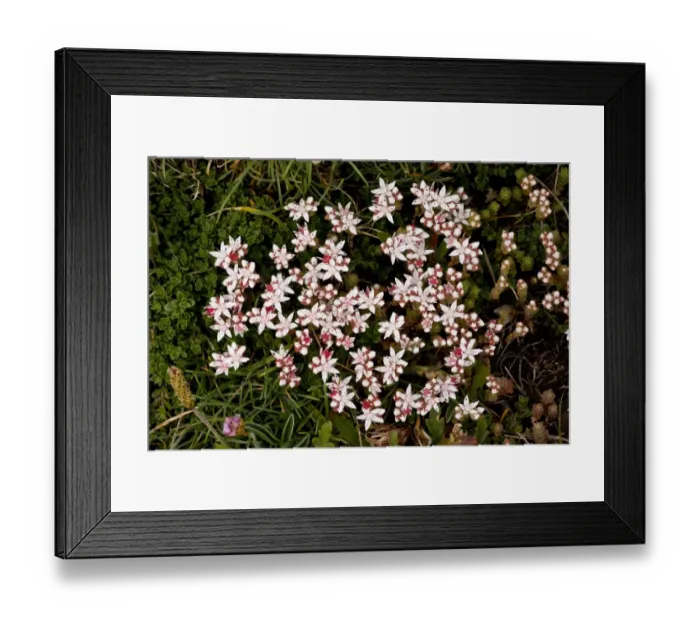 Framed Print : English Stonecrop (Sedum anglicum) flowering, The Lizard, Cornwall, England, may Framed Print : English Stonecrop (Sedum anglicum) flowering, The Lizard, Cornwall, England, may