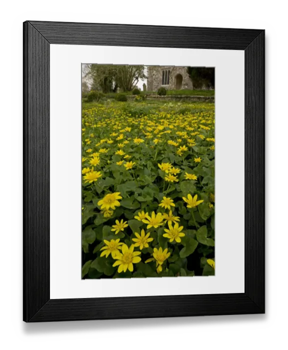 Framed Print : Lesser Celandine (Ranunculus ficaria) flowering mass, growing in churchyard habitat, Turnerspuddle, Dorset, England Framed Print : Lesser Celandine (Ranunculus ficaria) flowering mass, growing in churchyard habitat, Turnerspuddle, Dorset, England