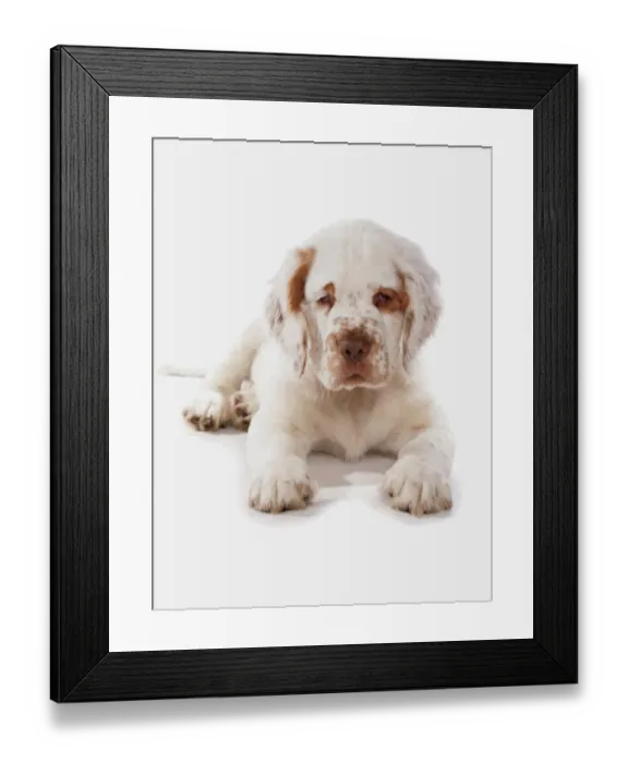 Framed Print : Domestic Dog, Clumber Spaniel, puppy, laying Framed Print : Domestic Dog, Clumber Spaniel, puppy, laying