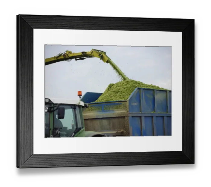 Framed Print : Maize (Zea mays) Duo crop, close-up of Krone forage harvester spout loading trailer, Winmarleigh, Preston, Lancashire Framed Print : Maize (Zea mays) Duo crop, close-up of Krone forage harvester spout loading trailer, Winmarleigh, Preston, Lancashire