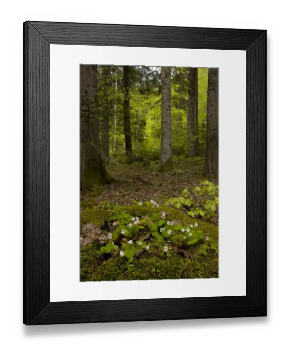 Framed Print : Wood Sorrel (Oxalis acetosella) flowering, growing in deciduous woodland habitat, Bulgaria, may Framed Print : Wood Sorrel (Oxalis acetosella) flowering, growing in deciduous woodland habitat, Bulgaria, may