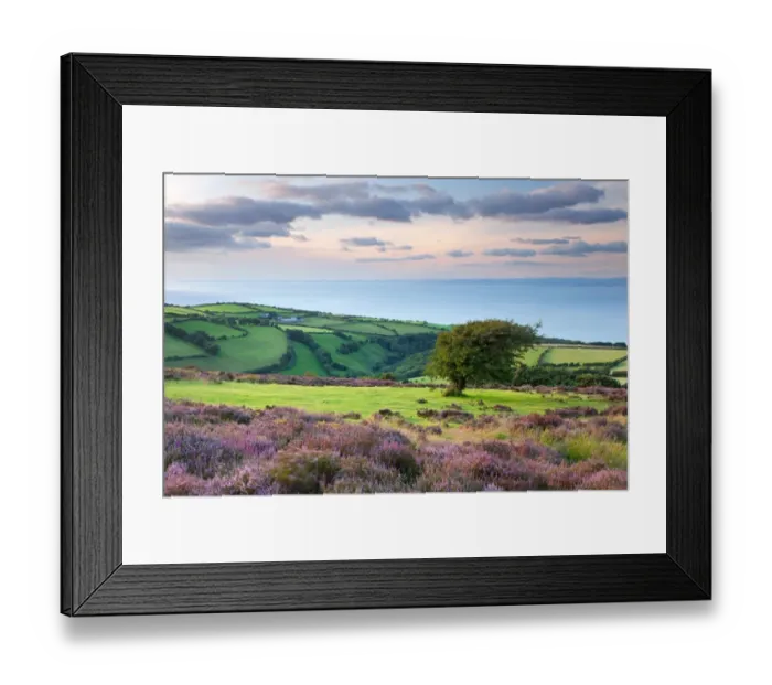 Framed Print : View of flowering heather blowing in breeze and coastal farmland at sunset, Porlock Hill, Worthy Wood, Culbone Framed Print : View of flowering heather blowing in breeze and coastal farmland at sunset, Porlock Hill, Worthy Wood, Culbone