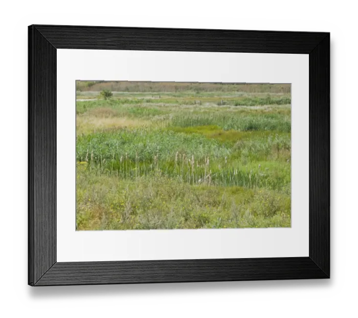 Framed Print : View of grazing marsh habitat, Rainham Marshes RSPB Reserve, Thames Estuary, Essex, England, august Framed Print : View of grazing marsh habitat, Rainham Marshes RSPB Reserve, Thames Estuary, Essex, England, august