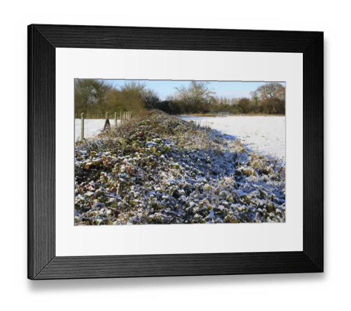 Framed Print : Bramble (Rubus fruticosus) snow covered patch, growing in hedgerow at edge of arable field, Bacton, Suffolk, England Framed Print : Bramble (Rubus fruticosus) snow covered patch, growing in hedgerow at edge of arable field, Bacton, Suffolk, England