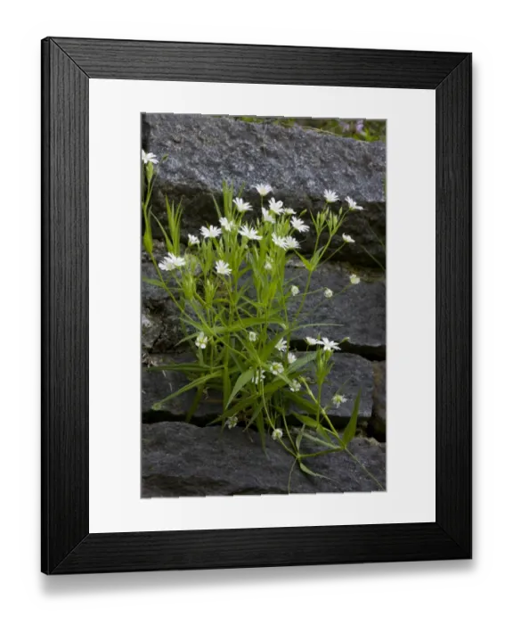 Framed Print : Greater Stitchwort (Stellaria holostea) flowering, growing on wall, Bulgaria, may Framed Print : Greater Stitchwort (Stellaria holostea) flowering, growing on wall, Bulgaria, may