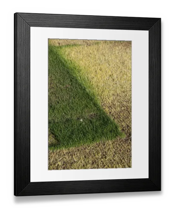 Framed Print : Etiolation, comparison of grass covered and uncovered, showing difference in growth, England, april Framed Print : Etiolation, comparison of grass covered and uncovered, showing difference in growth, England, april