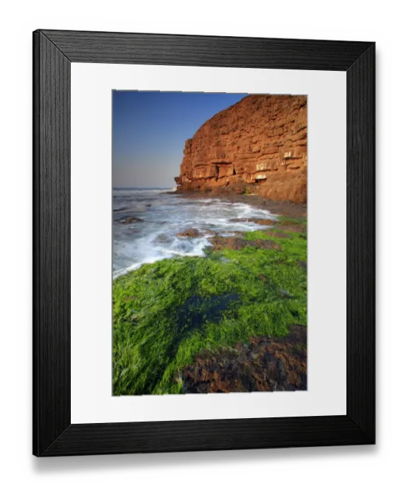 Framed Print : View of seaweed on rocky beach and old quarry on cliffs at dawn, Winspit Bay, near Worth Matravers, Isle of Purbeck Framed Print : View of seaweed on rocky beach and old quarry on cliffs at dawn, Winspit Bay, near Worth Matravers, Isle of Purbeck