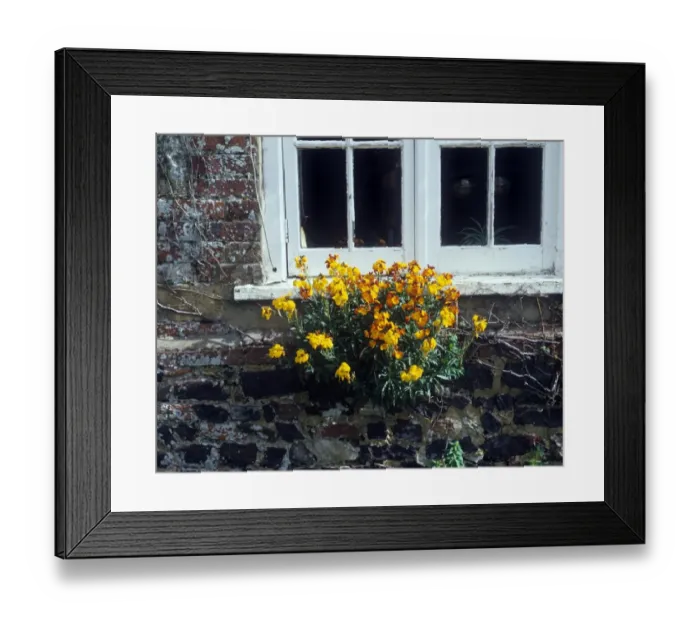 Framed Print : Flower - Wallflower Wild (Chairanthus cheiri) Growing on wall beneath window Framed Print : Flower - Wallflower Wild (Chairanthus cheiri) Growing on wall beneath window