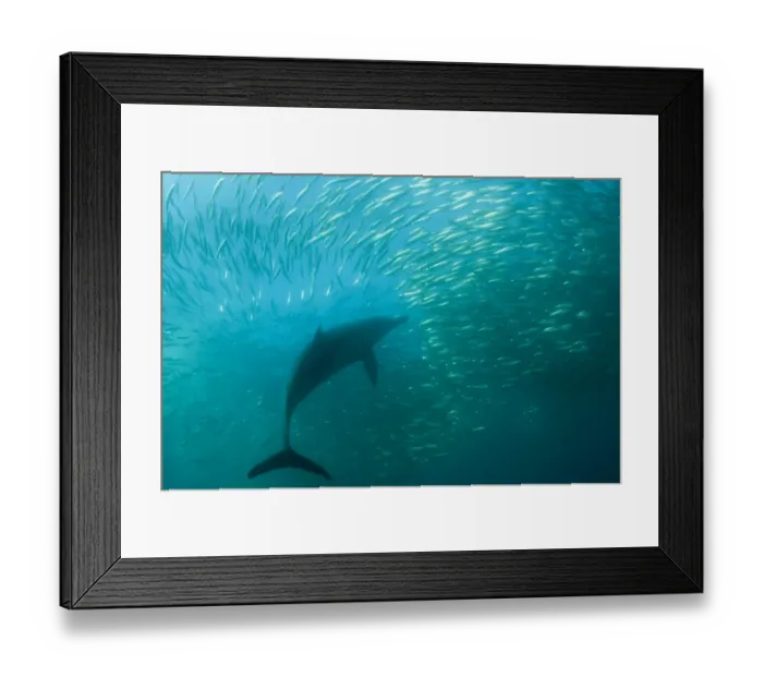 Framed Print : Long-beaked Common Dolphin (Delphinus capensis) adult, feeding on baitball school of small bait fish, offshore Port St Framed Print : Long-beaked Common Dolphin (Delphinus capensis) adult, feeding on baitball school of small bait fish, offshore Port St