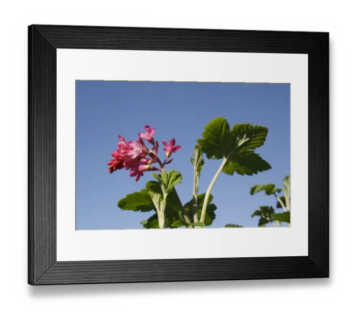 Framed Print : Red-flowering Currant (Ribes sanguineum) King Edward VII, close-up of flowers and leaves, in garden, Suffolk, England Framed Print : Red-flowering Currant (Ribes sanguineum) King Edward VII, close-up of flowers and leaves, in garden, Suffolk, England