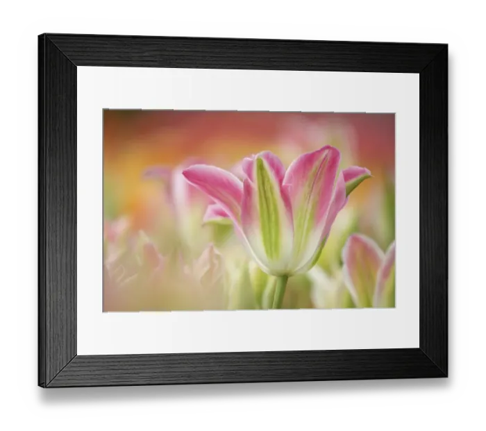 Framed Print : Tulip (Tulipa sp. ) Viridiflora Virichic, flowering, Keukenhof Gardens, South Holland, Netherlands Framed Print : Tulip (Tulipa sp. ) Viridiflora Virichic, flowering, Keukenhof Gardens, South Holland, Netherlands