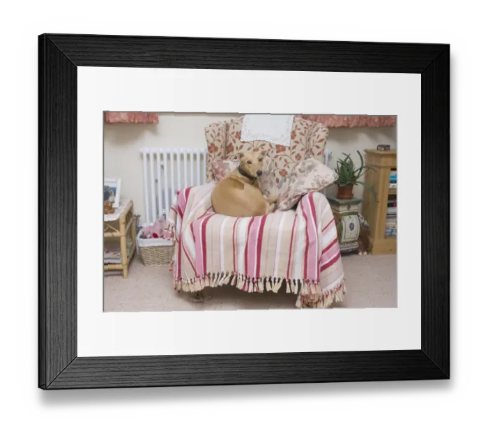 Framed Print : Domestic Dog, Lurcher cross mongrel, adult female, resting on chair indoors, England, september Framed Print : Domestic Dog, Lurcher cross mongrel, adult female, resting on chair indoors, England, september