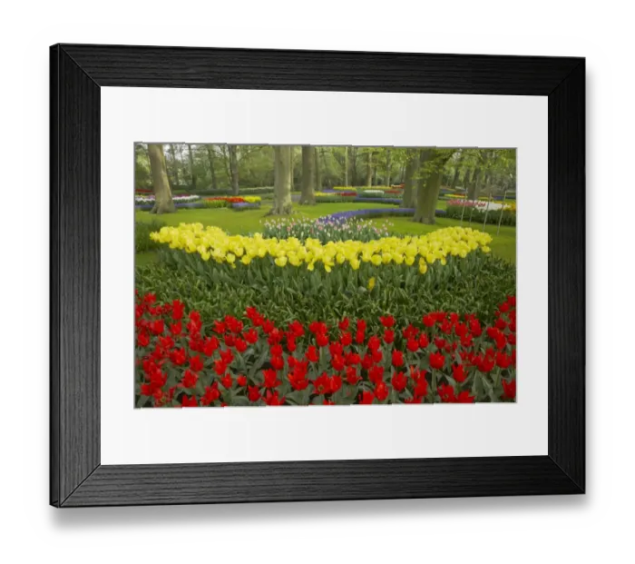 Framed Print : Tulip (Tulipa sp. ) flowering, mass in garden flowerbeds, Keukenhof Gardens, South Holland, Netherlands Framed Print : Tulip (Tulipa sp. ) flowering, mass in garden flowerbeds, Keukenhof Gardens, South Holland, Netherlands