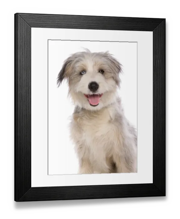 Framed Print : Domestic Dog, collie, female puppy, eye with Wall Eye heterochromia, close-up of head Framed Print : Domestic Dog, collie, female puppy, eye with Wall Eye heterochromia, close-up of head