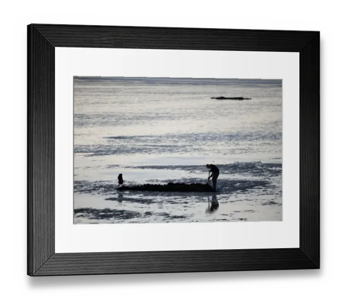 Framed Print : Sea angler bait digging for worms, on coastal mudflats at low tide, The Wash, Snettisham, Norfolk, England, november Framed Print : Sea angler bait digging for worms, on coastal mudflats at low tide, The Wash, Snettisham, Norfolk, England, november
