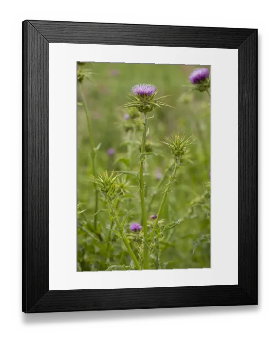 Framed Print : Milk Thistle (Silybum marianum) flowering, Italy, april Framed Print : Milk Thistle (Silybum marianum) flowering, Italy, april