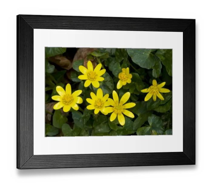 Framed Print : Lesser Celandine (Ranunculus ficaria) close-up of flowers, Dorset, England, march Framed Print : Lesser Celandine (Ranunculus ficaria) close-up of flowers, Dorset, England, march