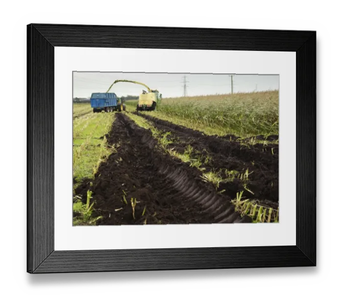 Framed Print : Maize (Zea mays) Duo crop, soil in field cut up during harvest because of wet conditions Framed Print : Maize (Zea mays) Duo crop, soil in field cut up during harvest because of wet conditions