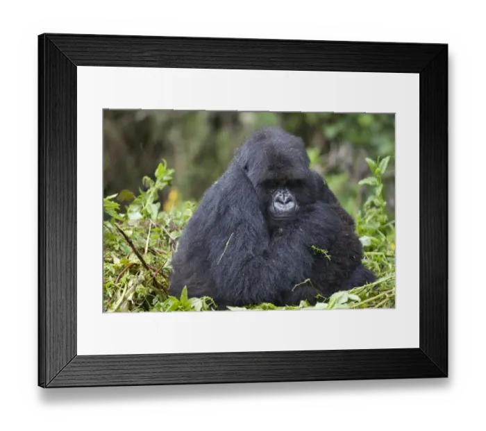 Framed Print : Mountain Gorilla (Gorilla beringei beringei) adult female with young, sitting on nest during rainfall, Volcanoes N. P Framed Print : Mountain Gorilla (Gorilla beringei beringei) adult female with young, sitting on nest during rainfall, Volcanoes N. P
