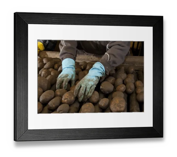 Framed Print : Potato (Solanum tuberosum) crop, workers sorting harvested tubers, Ormskirk, Lancashire, England, march Framed Print : Potato (Solanum tuberosum) crop, workers sorting harvested tubers, Ormskirk, Lancashire, England, march