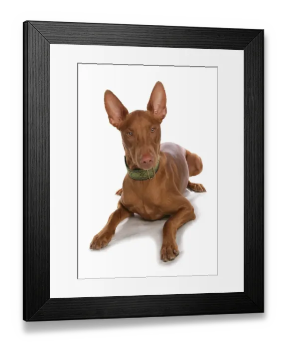Framed Print : Domestic Dog, Pharaoh Hound, adult male, laying, with collar Framed Print : Domestic Dog, Pharaoh Hound, adult male, laying, with collar