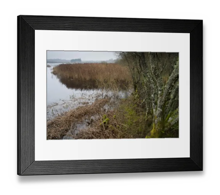Framed Print : Trees and reedbed at edge of freshwater loch, Loch of Kinnordy RSPB Nature Reserve, Kingoldrum, Angus, Scotland Framed Print : Trees and reedbed at edge of freshwater loch, Loch of Kinnordy RSPB Nature Reserve, Kingoldrum, Angus, Scotland