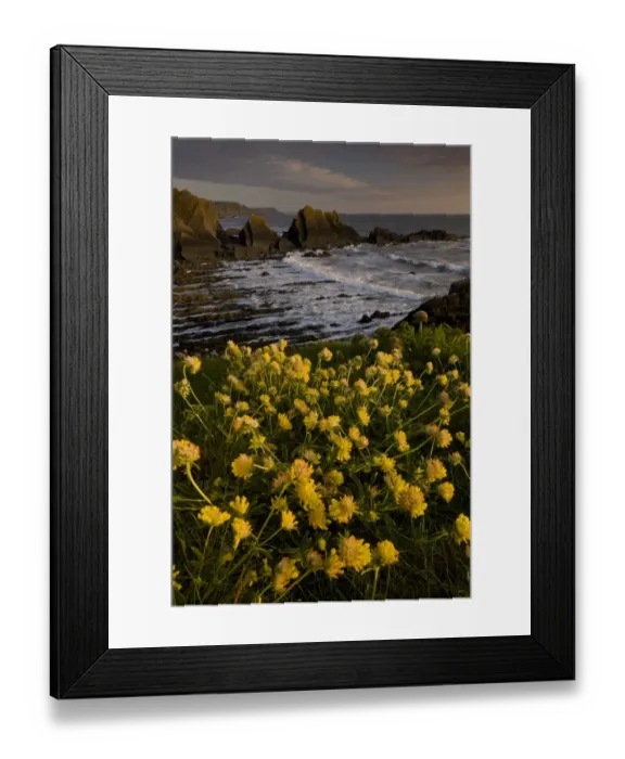 Framed Print : Kidney-vetch (Anthyllis vulneraria) flowering, growing on clifftop habitat, Hartland Quay, North Devon, England, may