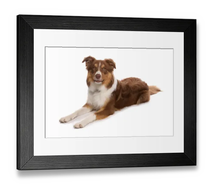 Framed Print : Domestic Dog, Border Collie, liver tricolour adult, laying Framed Print : Domestic Dog, Border Collie, liver tricolour adult, laying