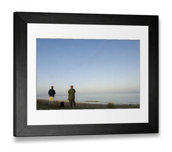 Framed Print : Two birdwatchers watching wader flock in roosting flight over mudflats, The Wash, Snettisham RSPB Reserve Framed Print : Two birdwatchers watching wader flock in roosting flight over mudflats, The Wash, Snettisham RSPB Reserve