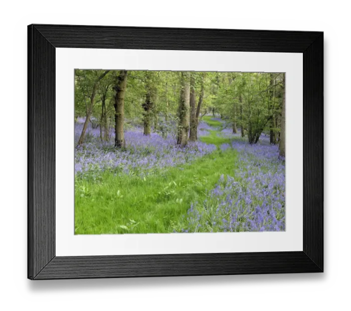 Framed Print : Bluebell (Endymion non-scriptus) flowering, mass growing in deciduous woodland habitat, Warwickshire, England, april Framed Print : Bluebell (Endymion non-scriptus) flowering, mass growing in deciduous woodland habitat, Warwickshire, England, april