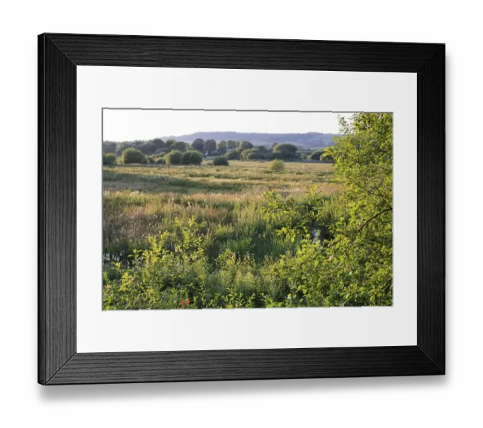 Framed Print : View of watermeadow habitat in late evening sunlight, Eastern Yar, Alverstone Mead Local Nature Reserve, Alverstone Framed Print : View of watermeadow habitat in late evening sunlight, Eastern Yar, Alverstone Mead Local Nature Reserve, Alverstone