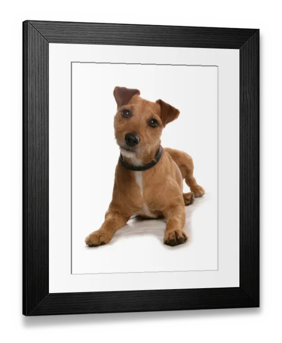 Framed Print : Domestic Dog, Patterdale Terrier, adult, laying, with collar