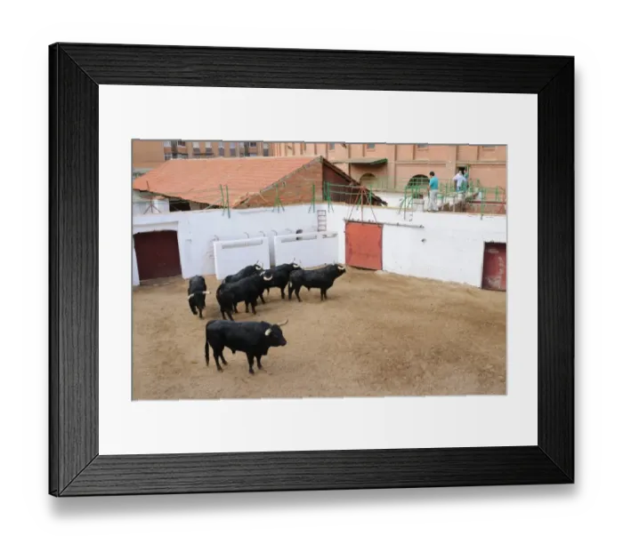 Framed Print : Bullfighting, six bulls, two for each matador of single corrida event, waiting to enter bullring, Spain, september Framed Print : Bullfighting, six bulls, two for each matador of single corrida event, waiting to enter bullring, Spain, september